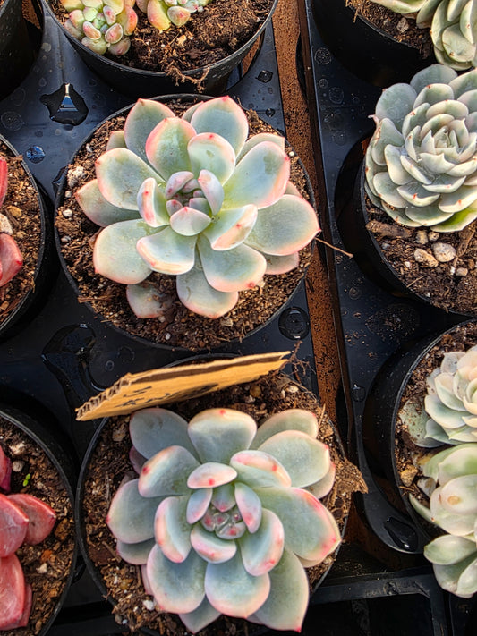 Imported Monroe var.