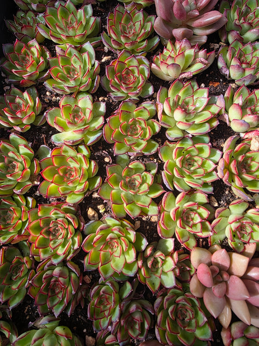 Imported firefly 5pcs