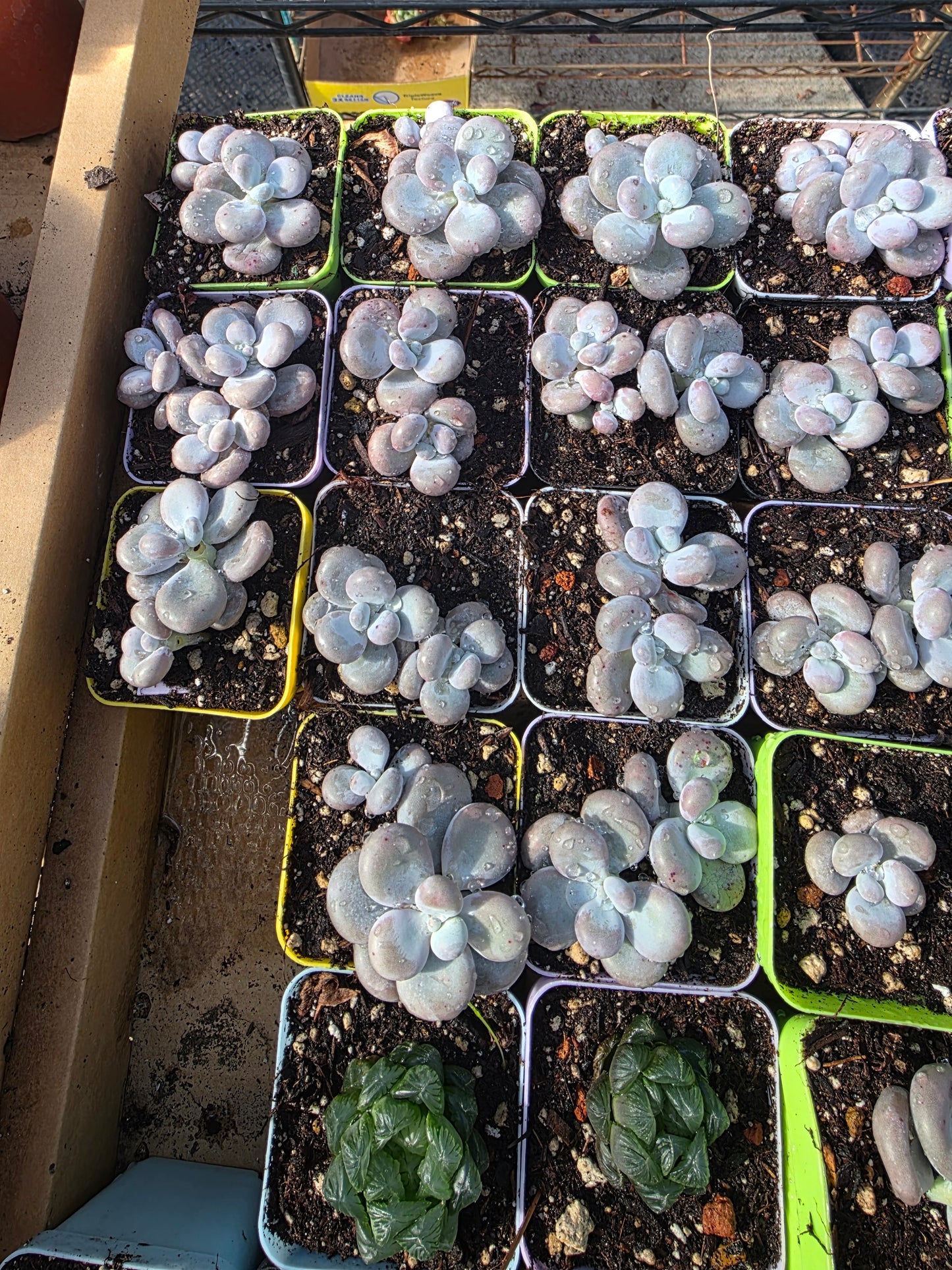 Imported cheese single or doble head