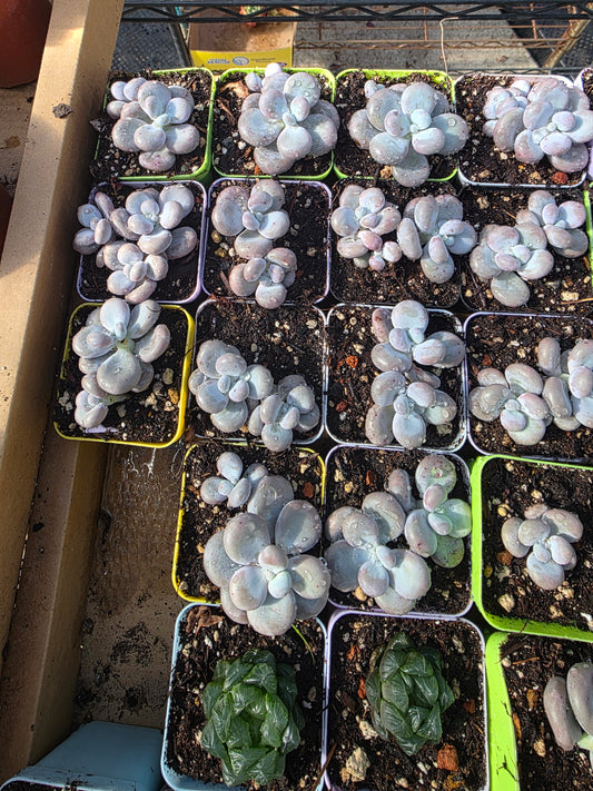 Imported cheese single or doble head