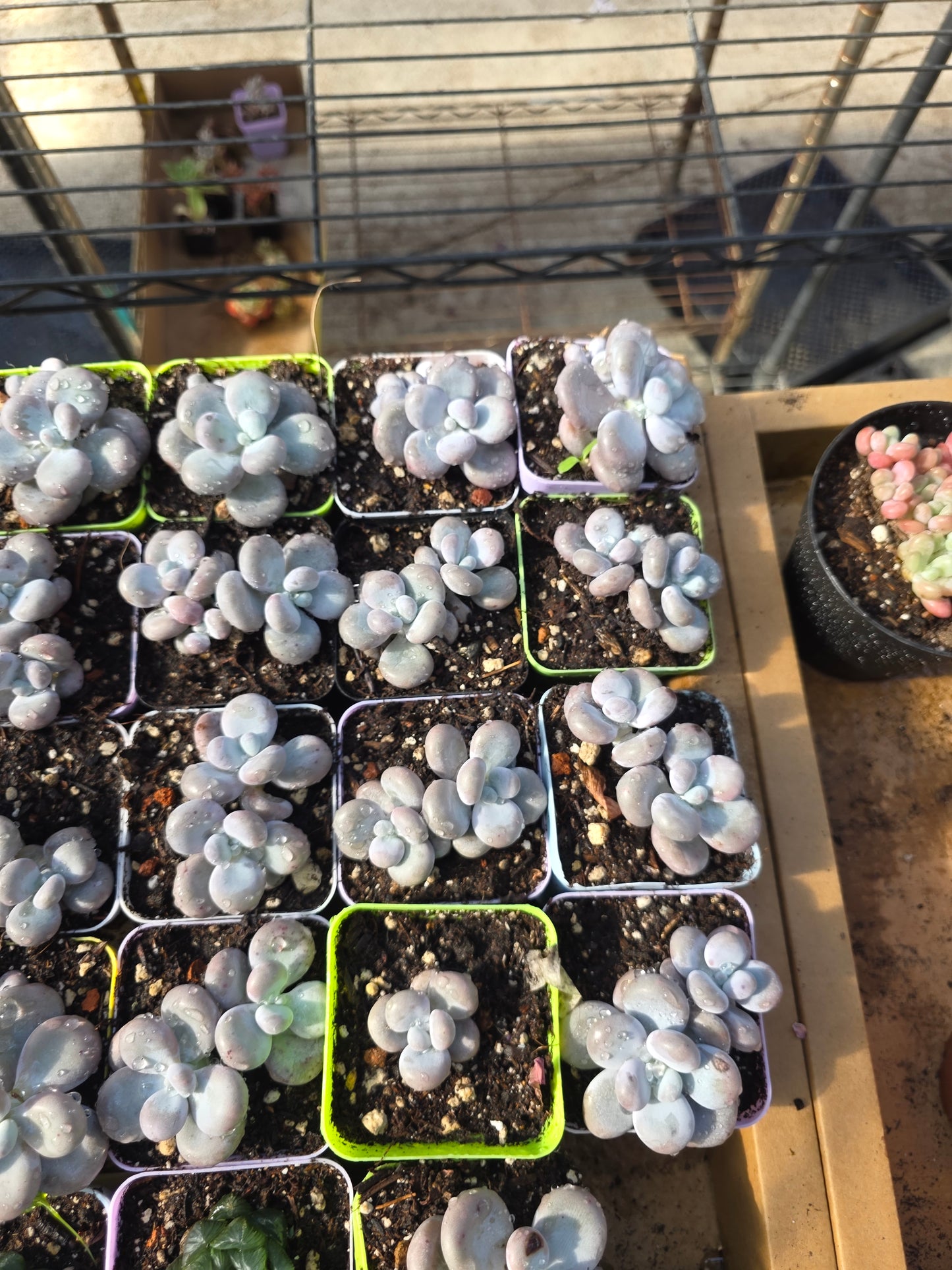 Imported cheese single or doble head