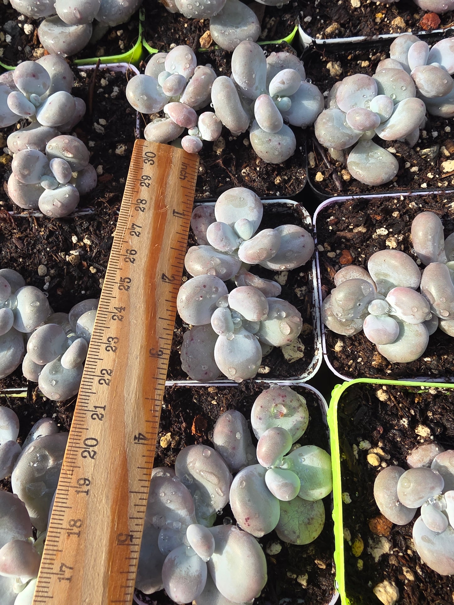 Imported cheese single or doble head