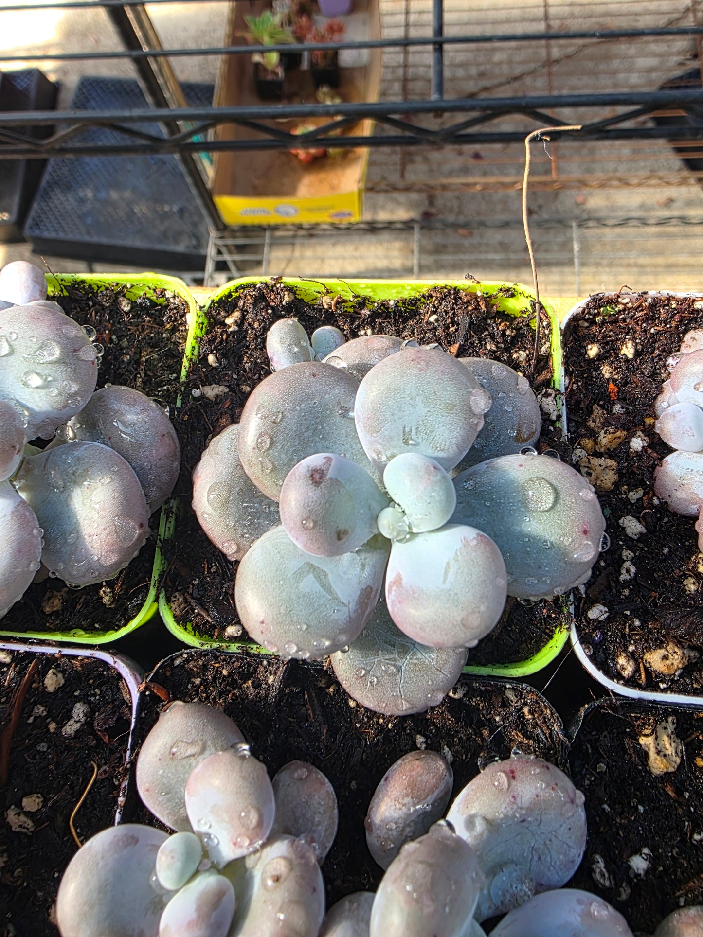 Imported cheese single or doble head