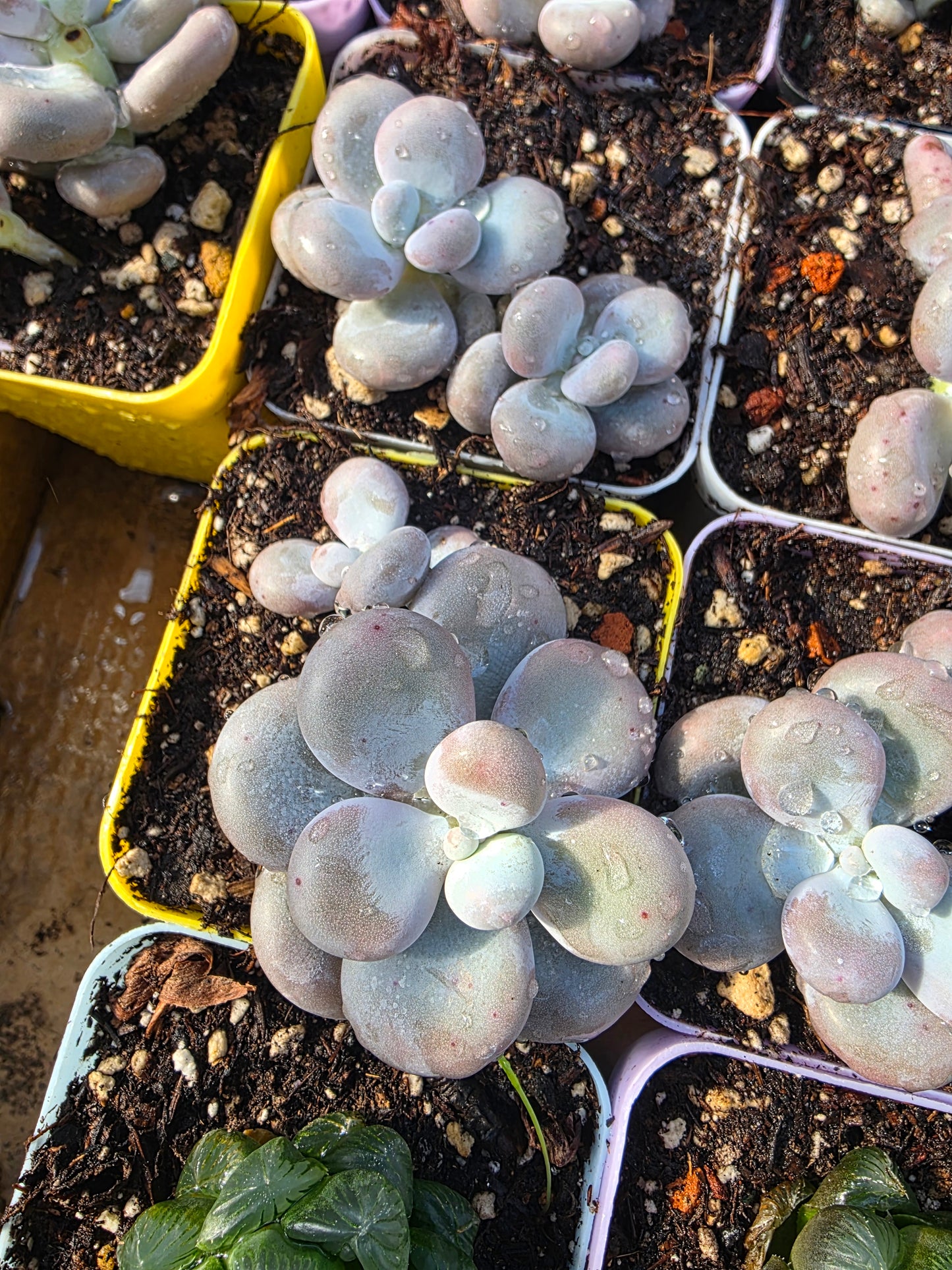 Imported cheese single or doble head