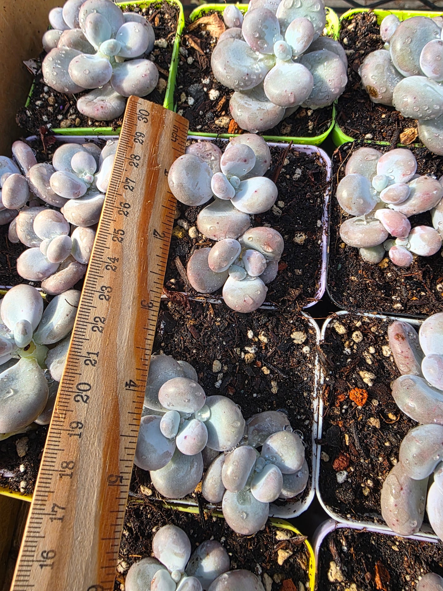 Imported cheese single or doble head