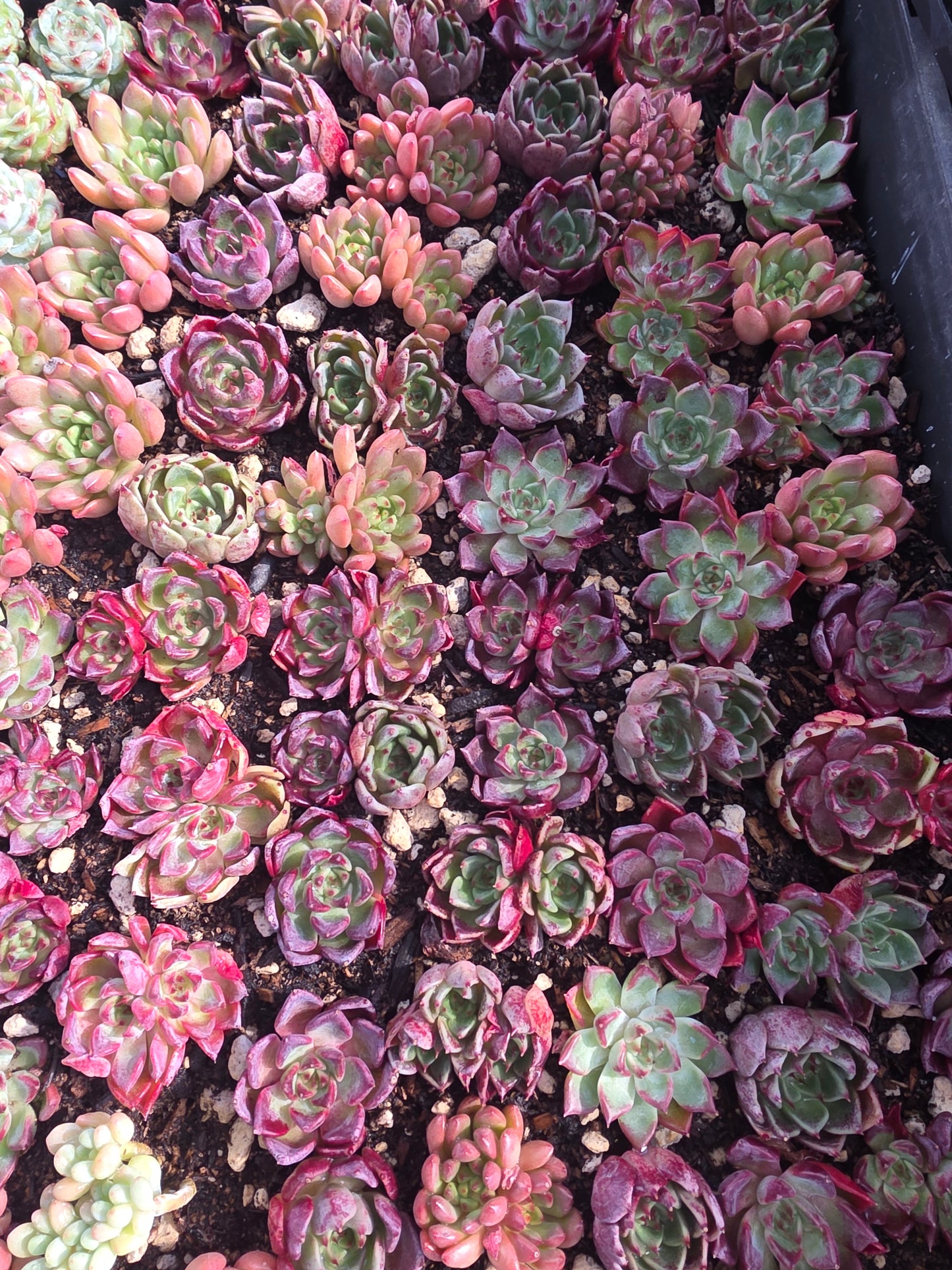 Imported Nightingale 5pcs