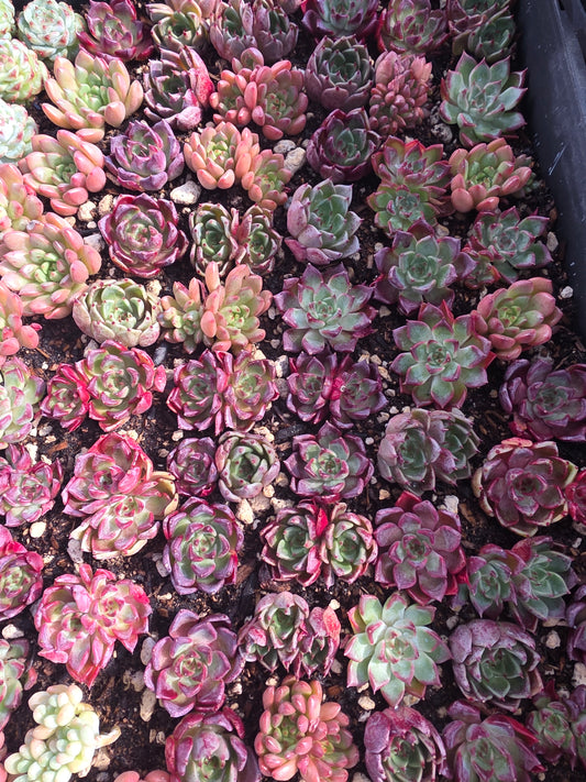 Imported Nightingale 5pcs