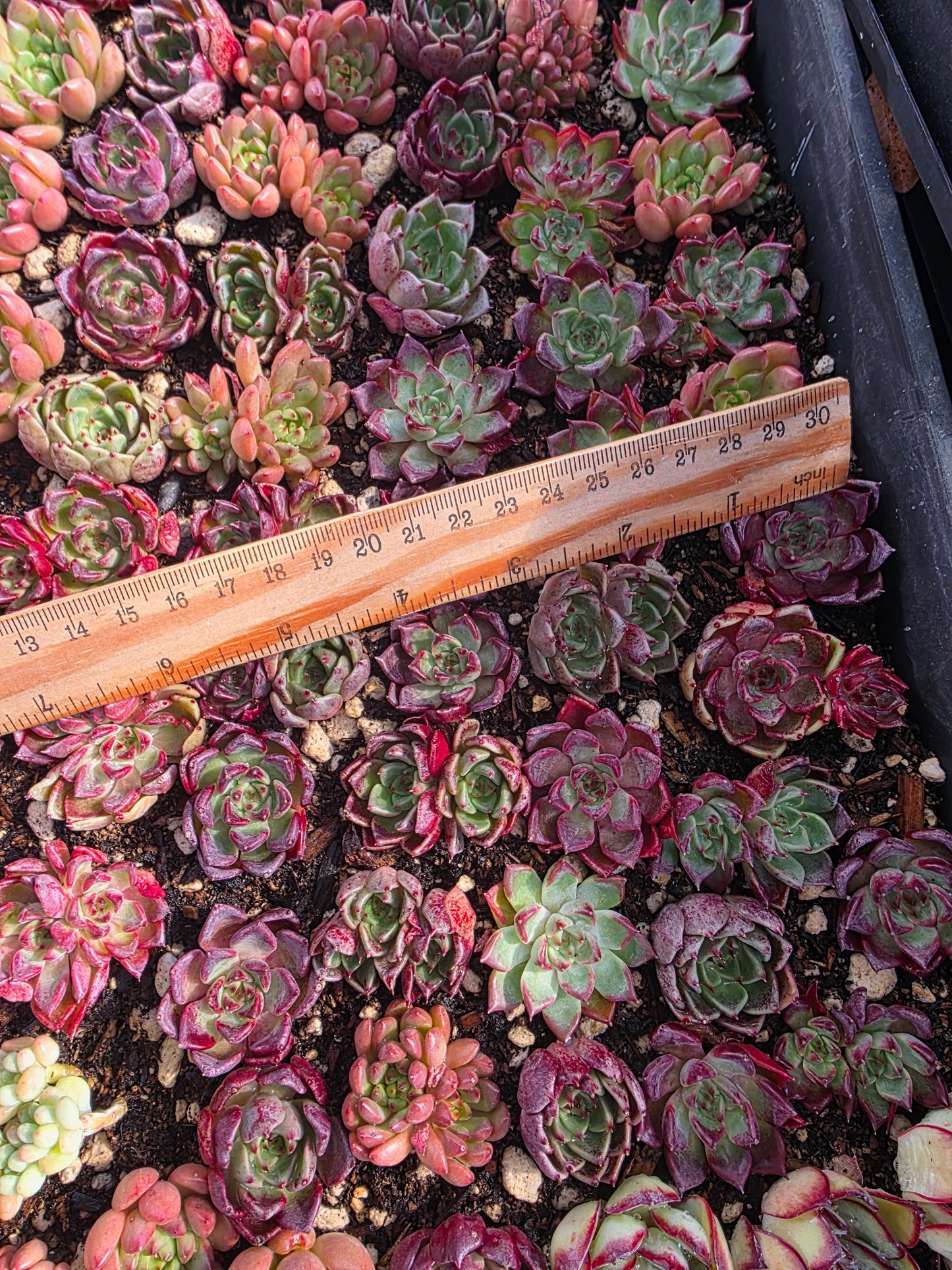 Imported Nightingale 5pcs