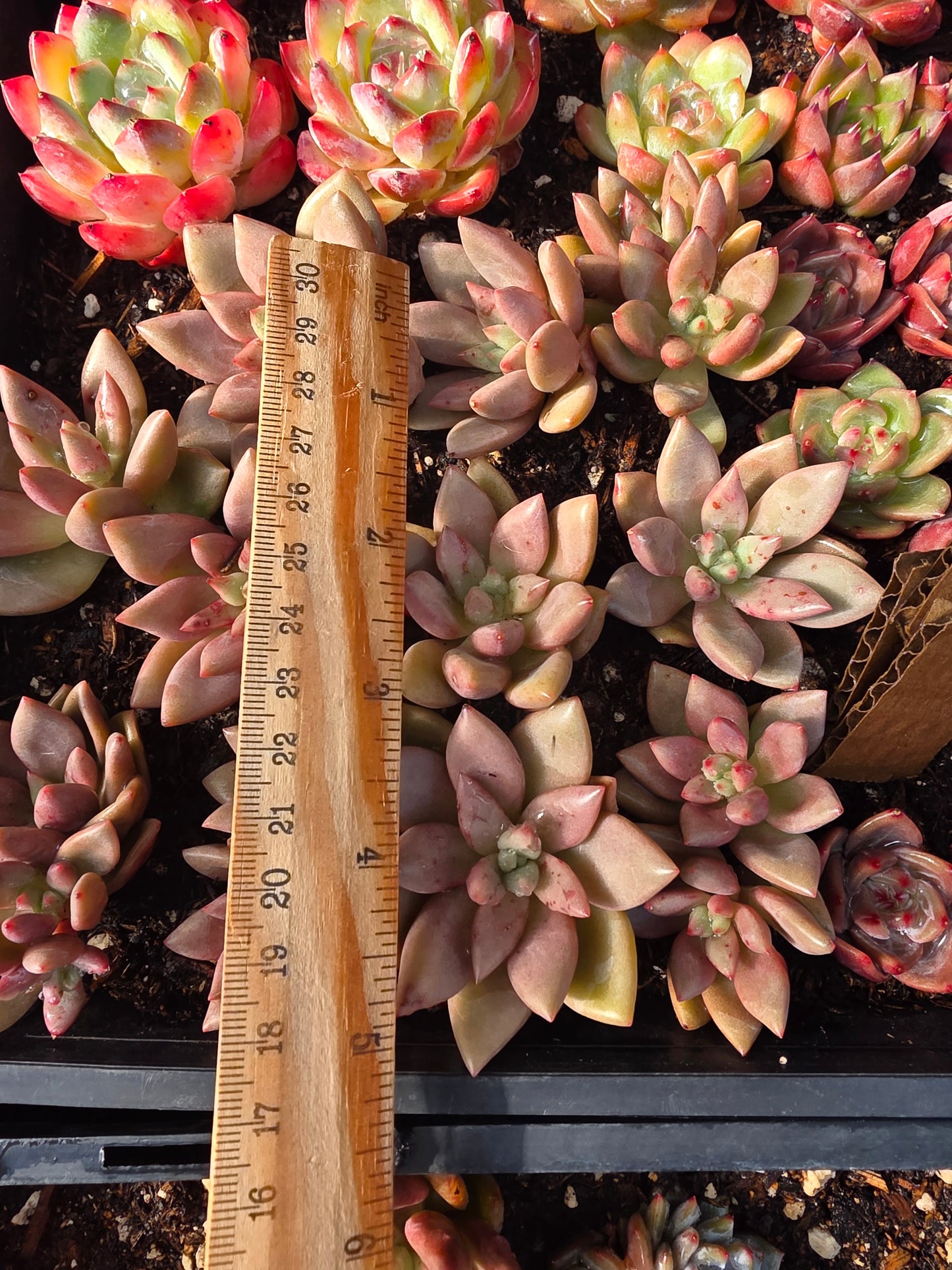 Imported peach garden 5 pcs  single head