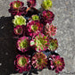 1 set of imported aeonium 15 pcs 4inch single head