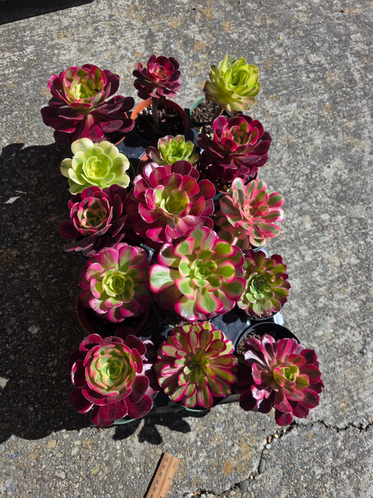 1 set of imported aeonium 15 pcs 4inch single head