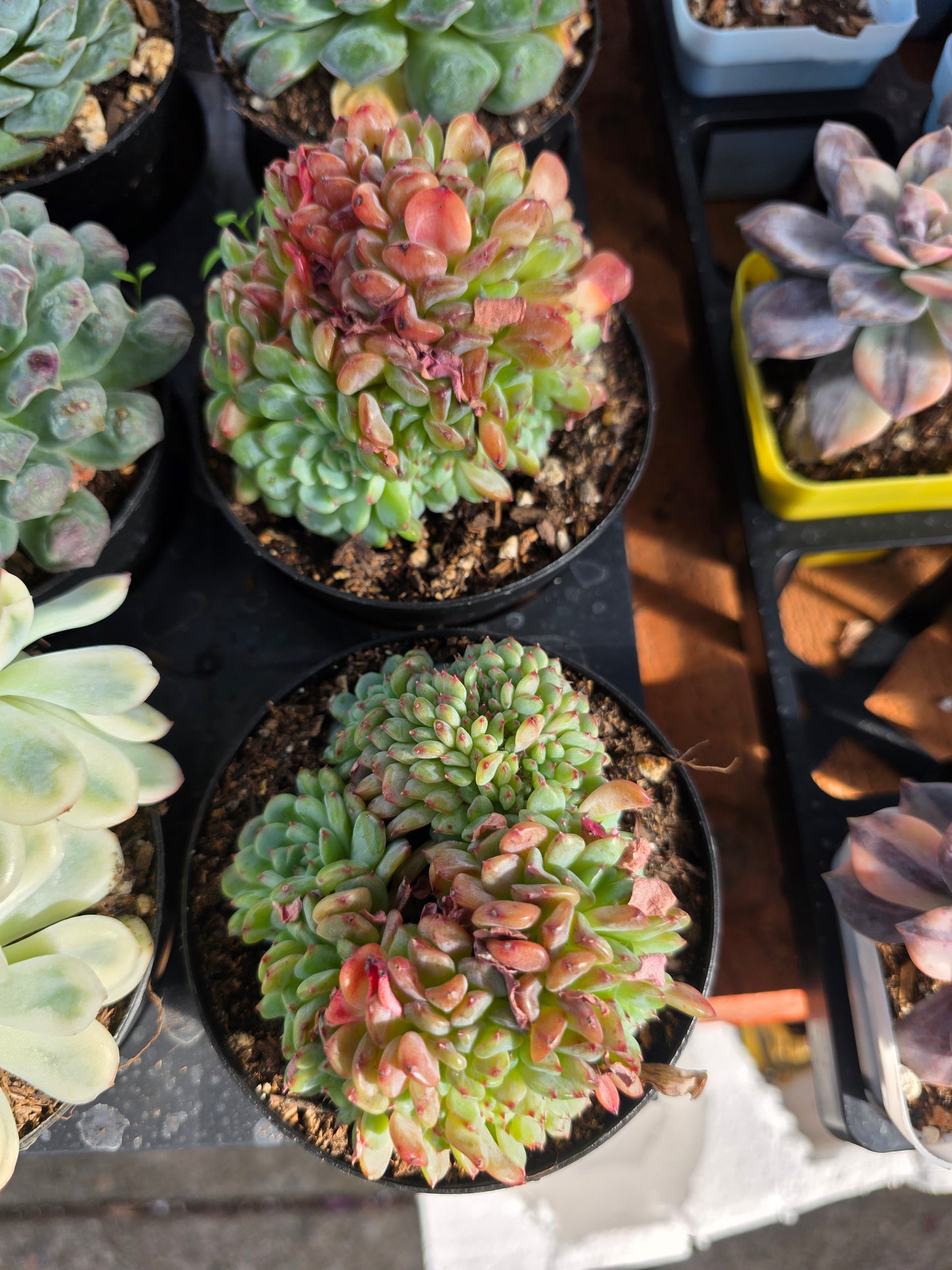 Imported fat ball crested