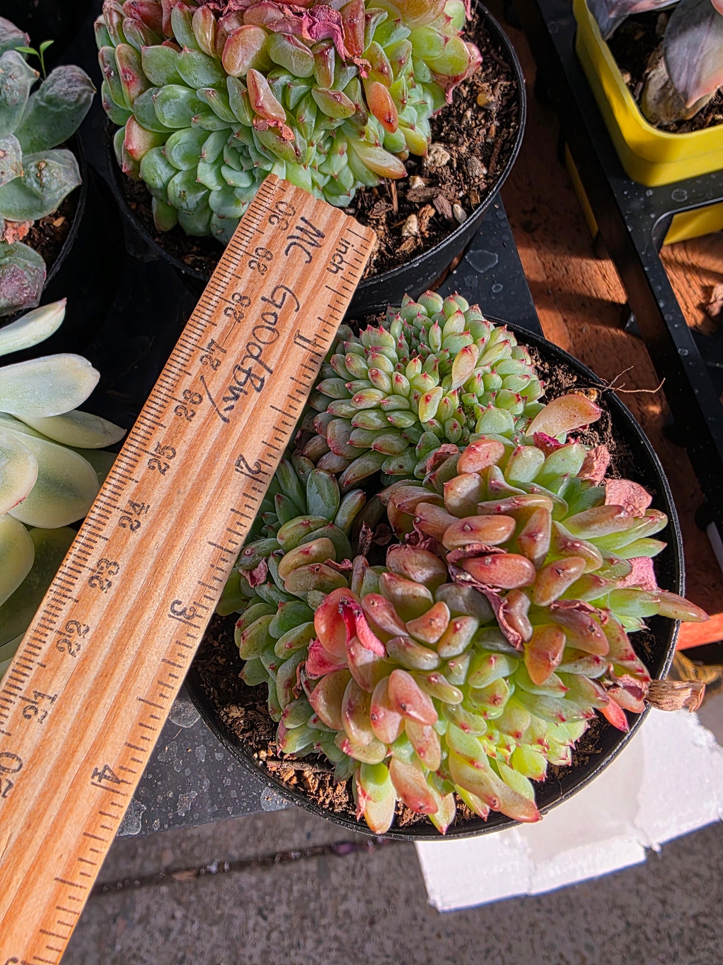 Imported fat ball crested