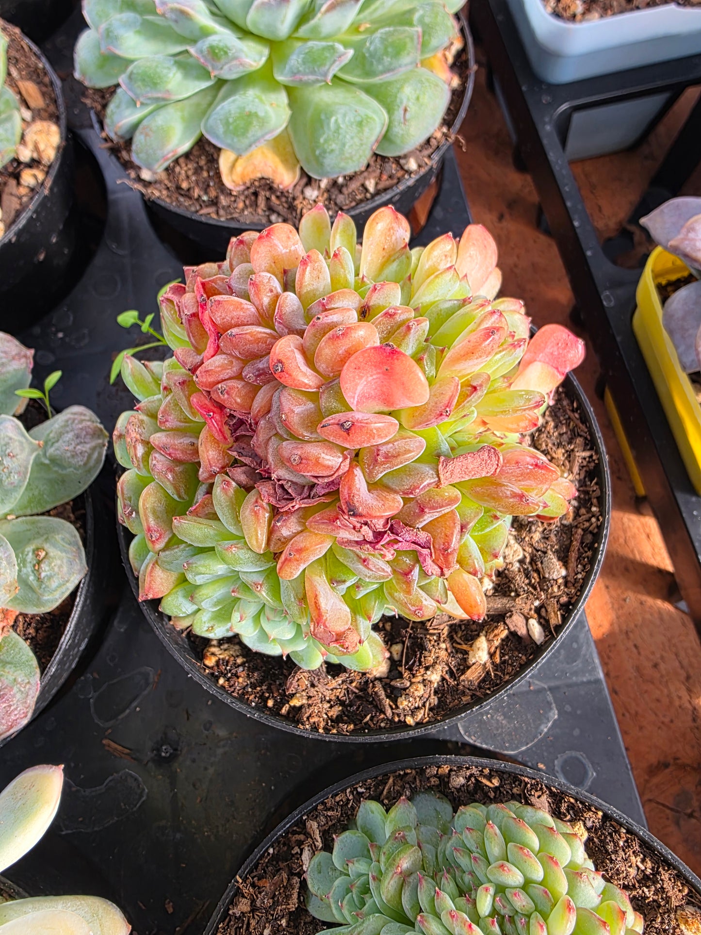 Imported fat ball crested