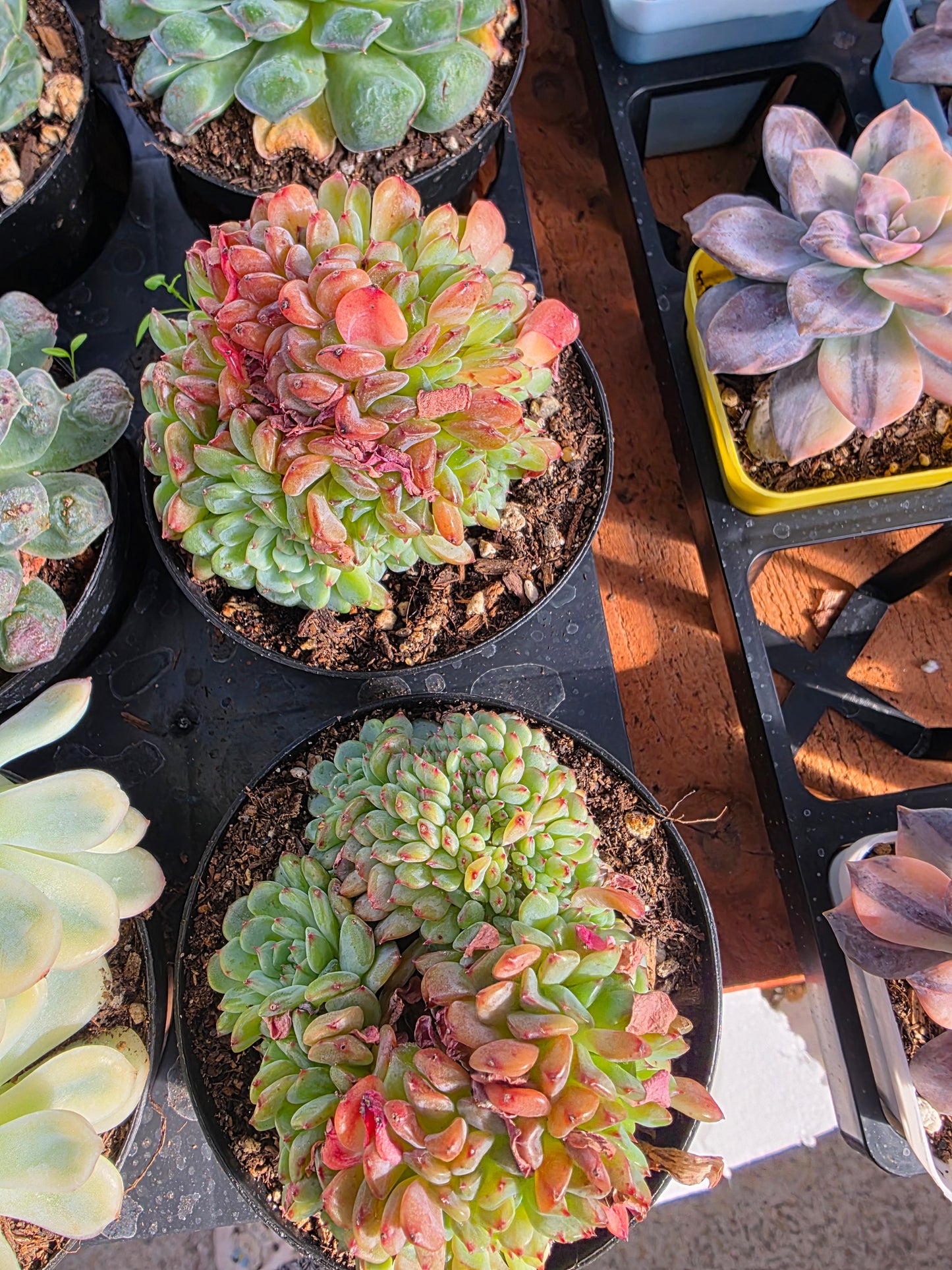 Imported fat ball crested