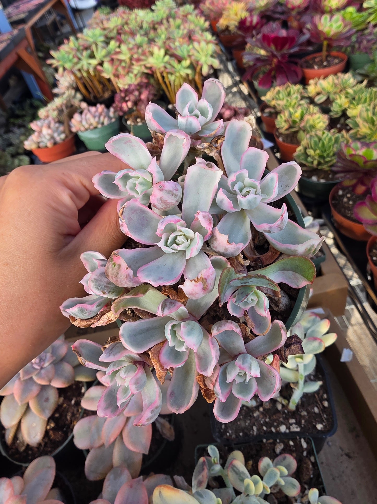 Imported Berkeley light var.