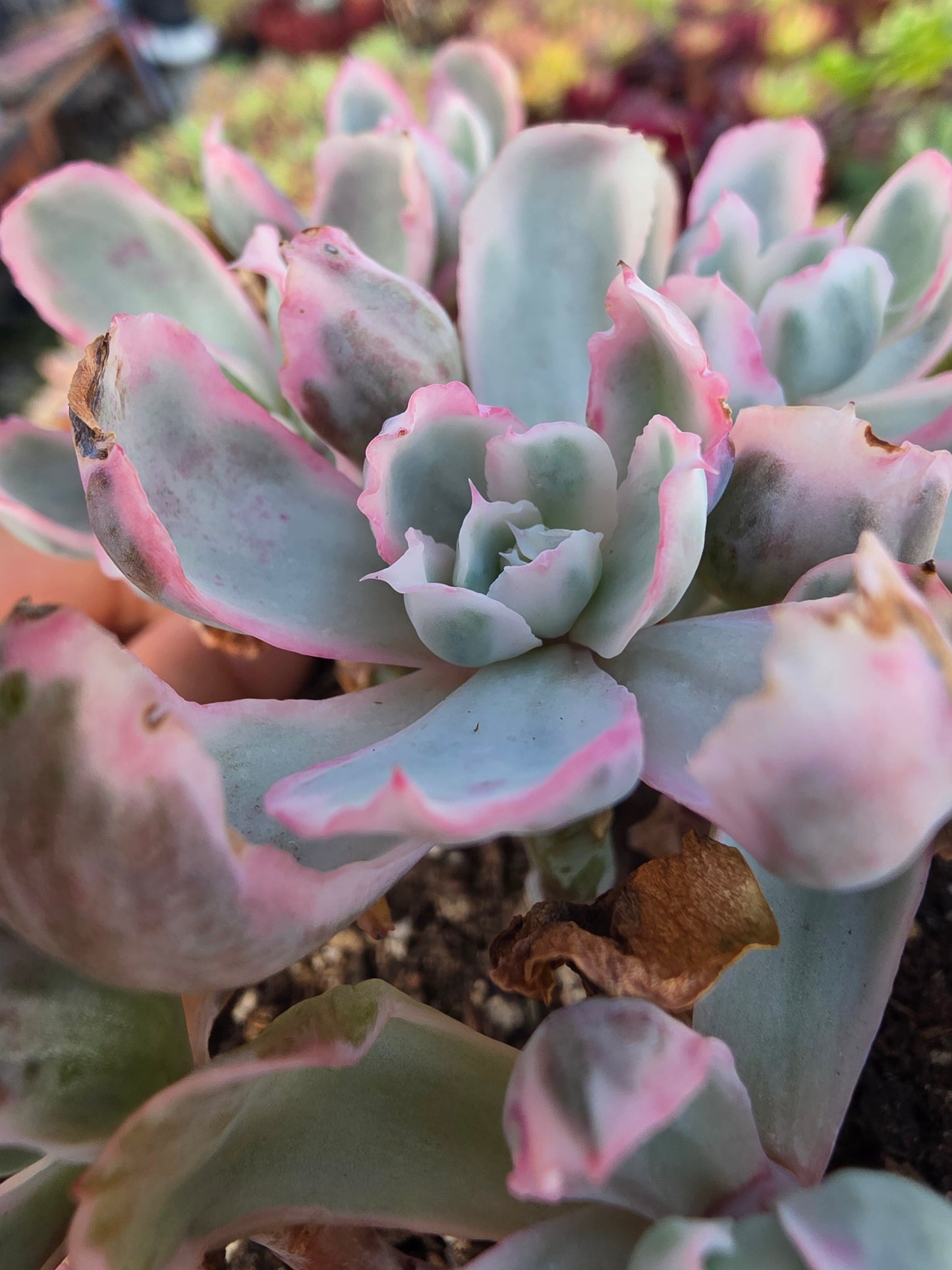 Imported Berkeley light var.