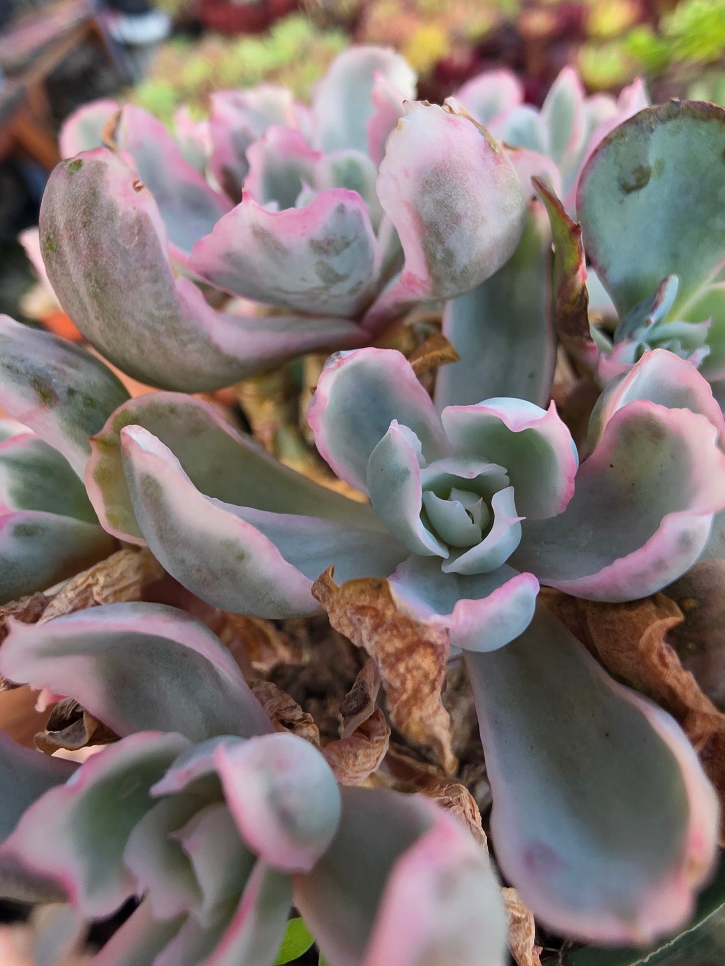 Imported Berkeley light var.