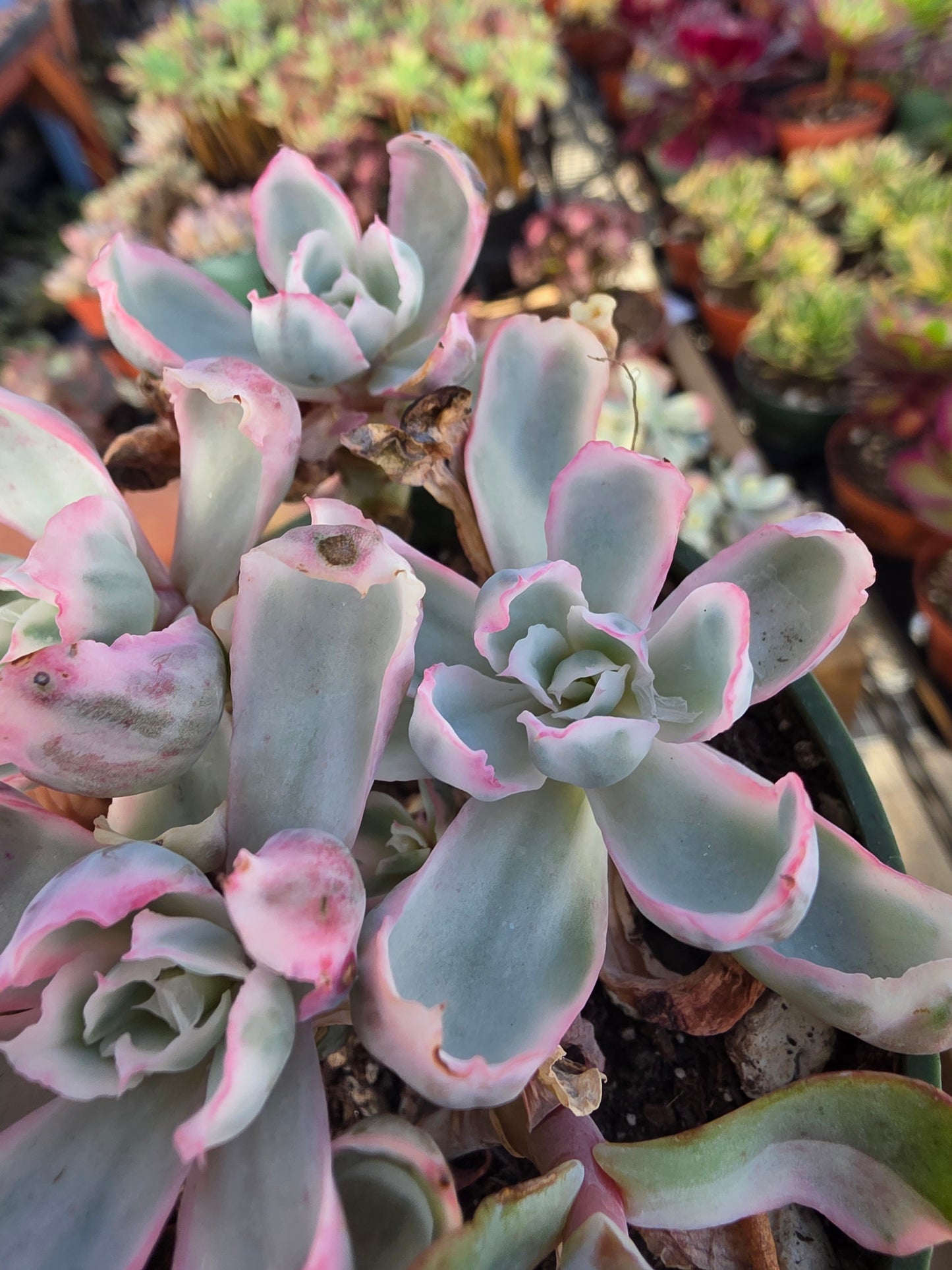 Imported Berkeley light var.