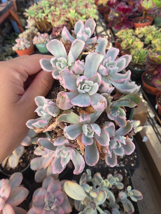 Imported Berkeley light var.