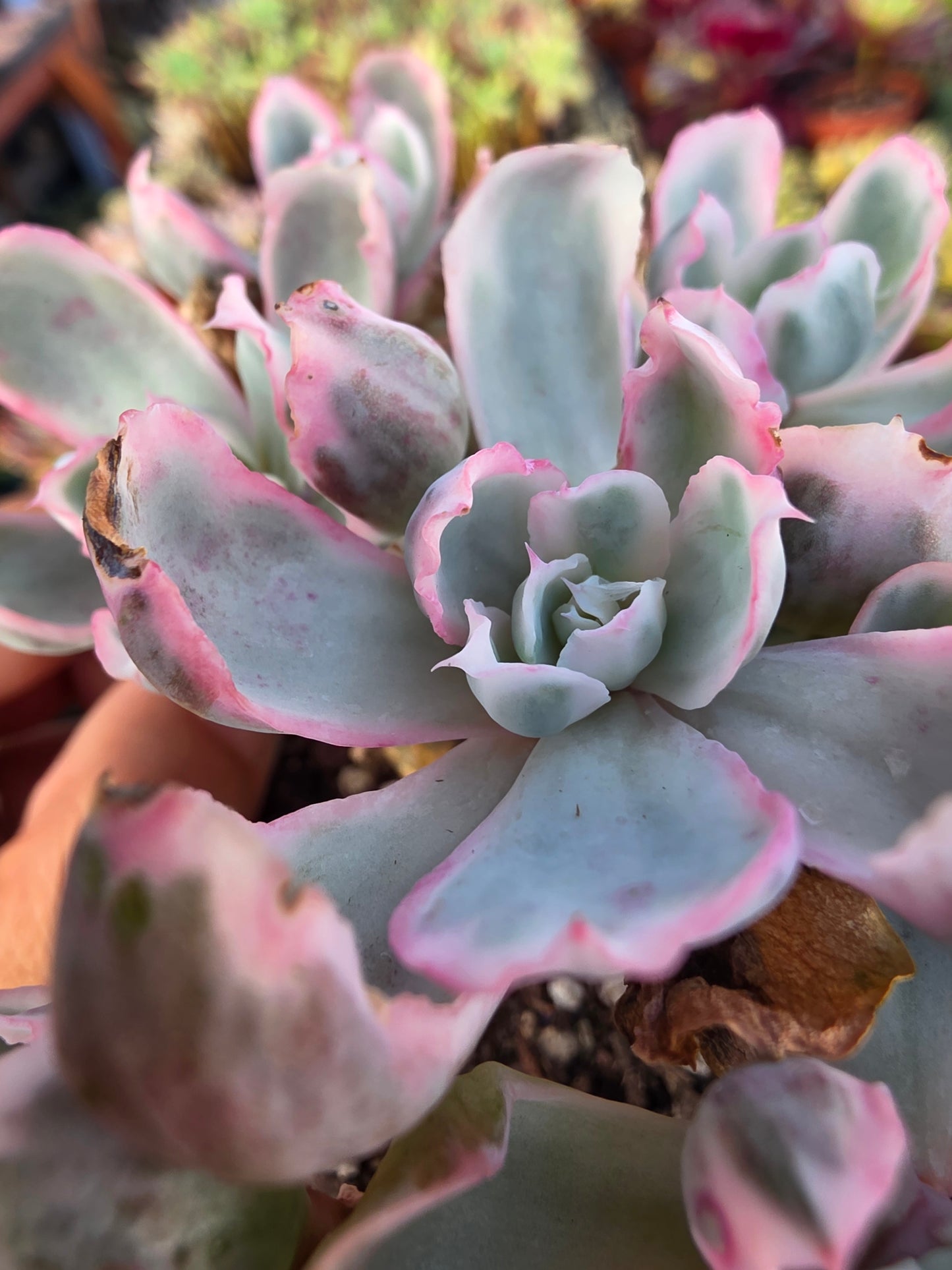 Imported Berkeley light var.