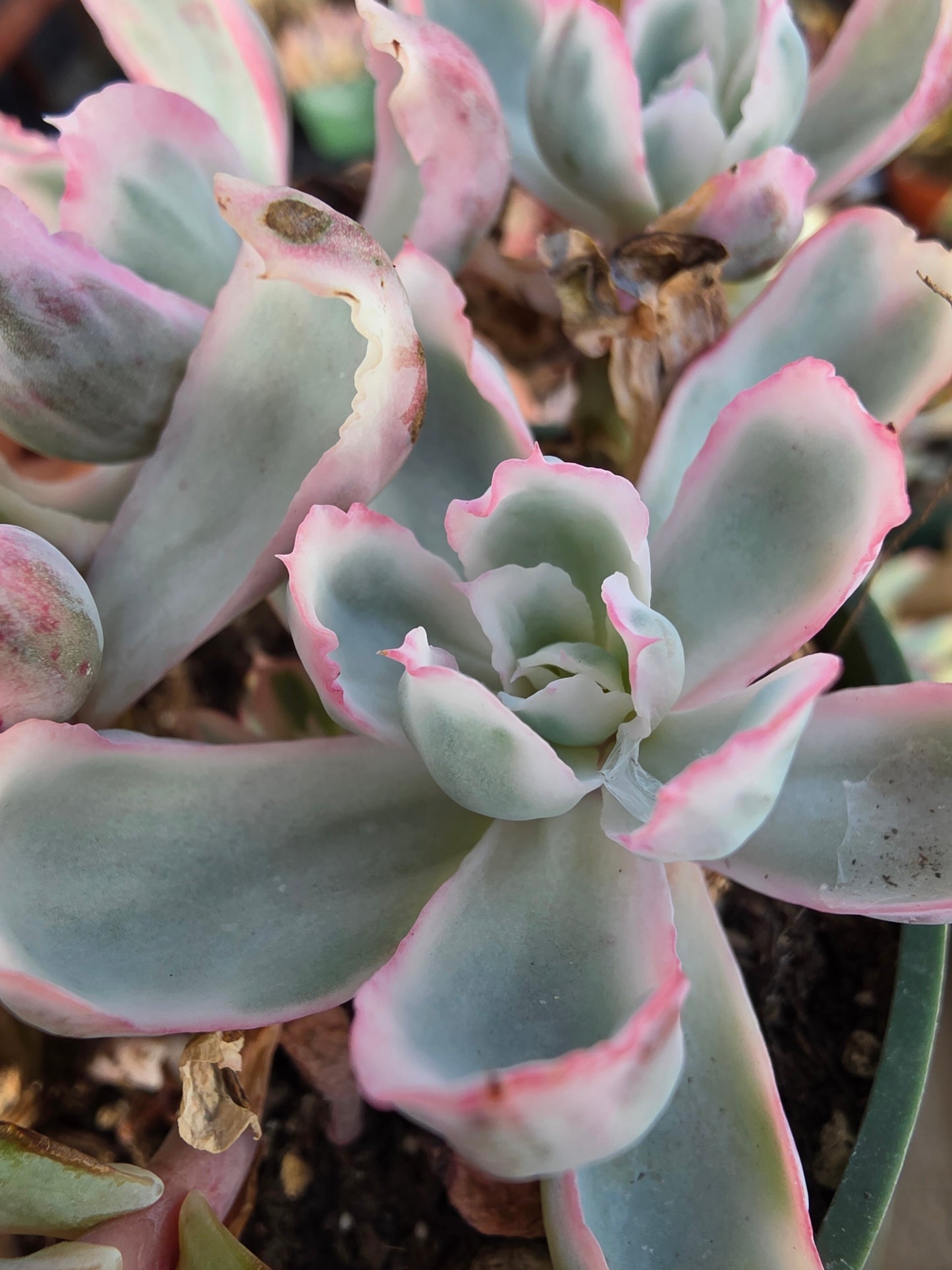 Imported Berkeley light var.