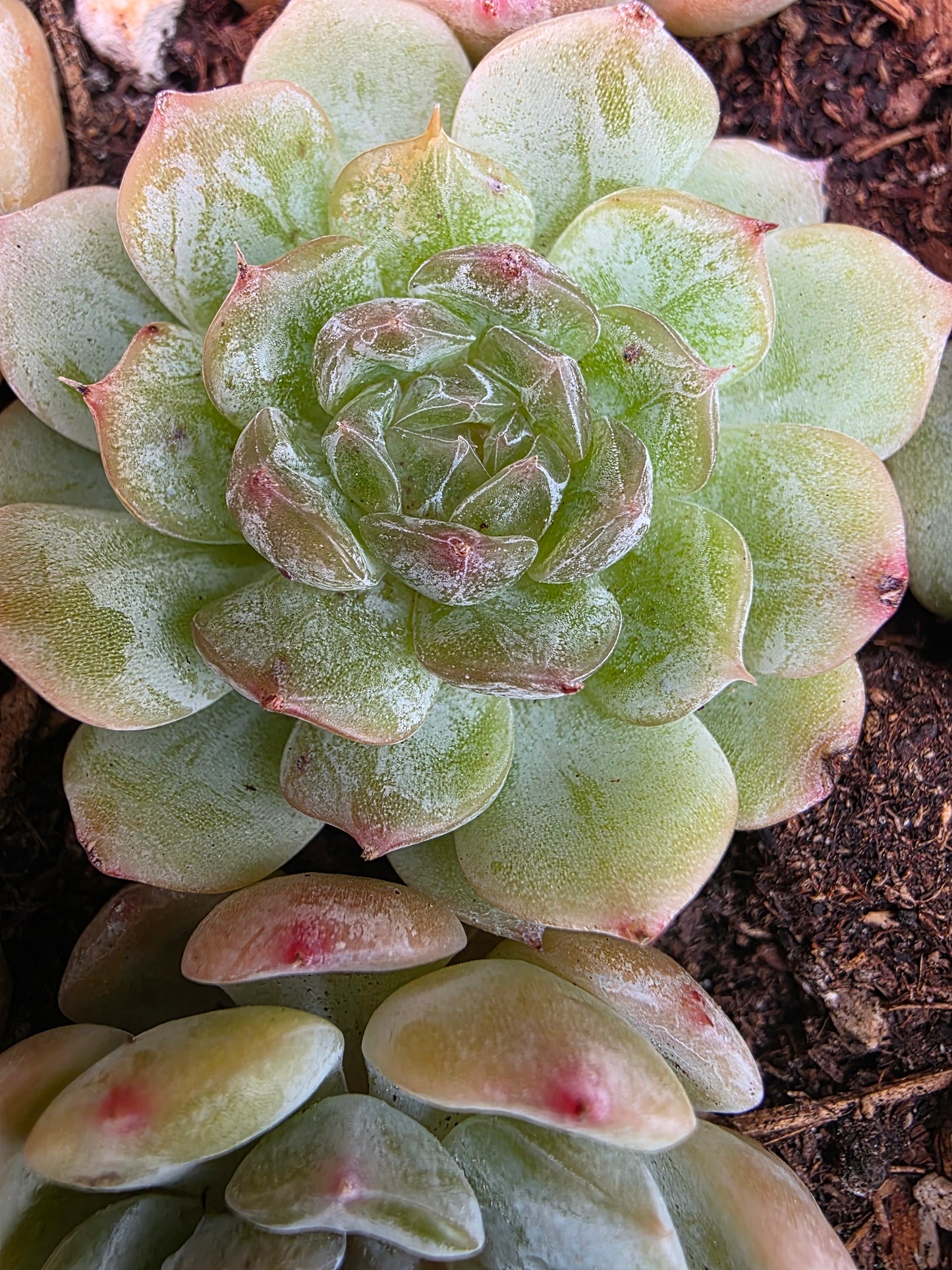 Imported white lover 5 pcs