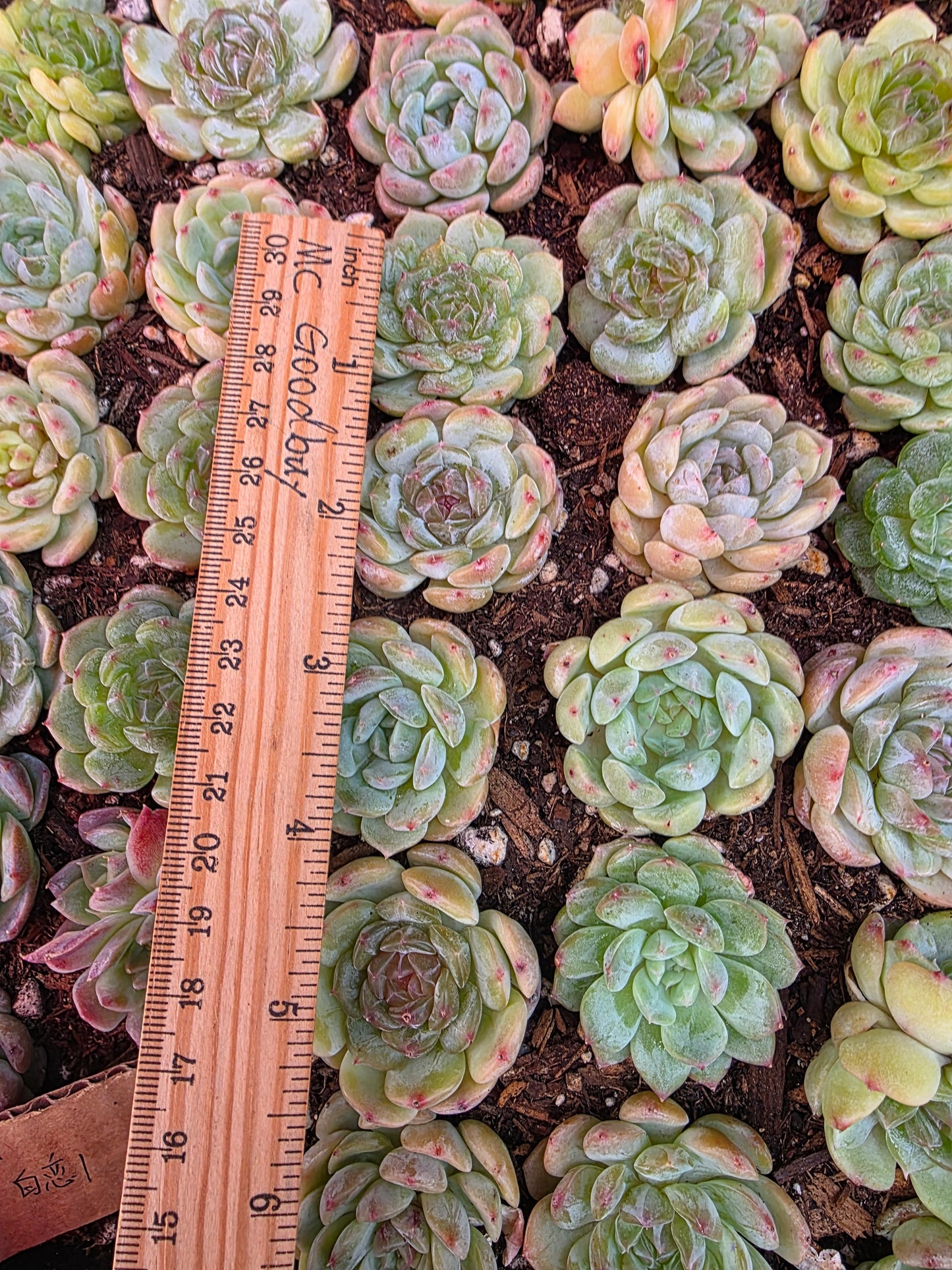 Imported white lover 5 pcs