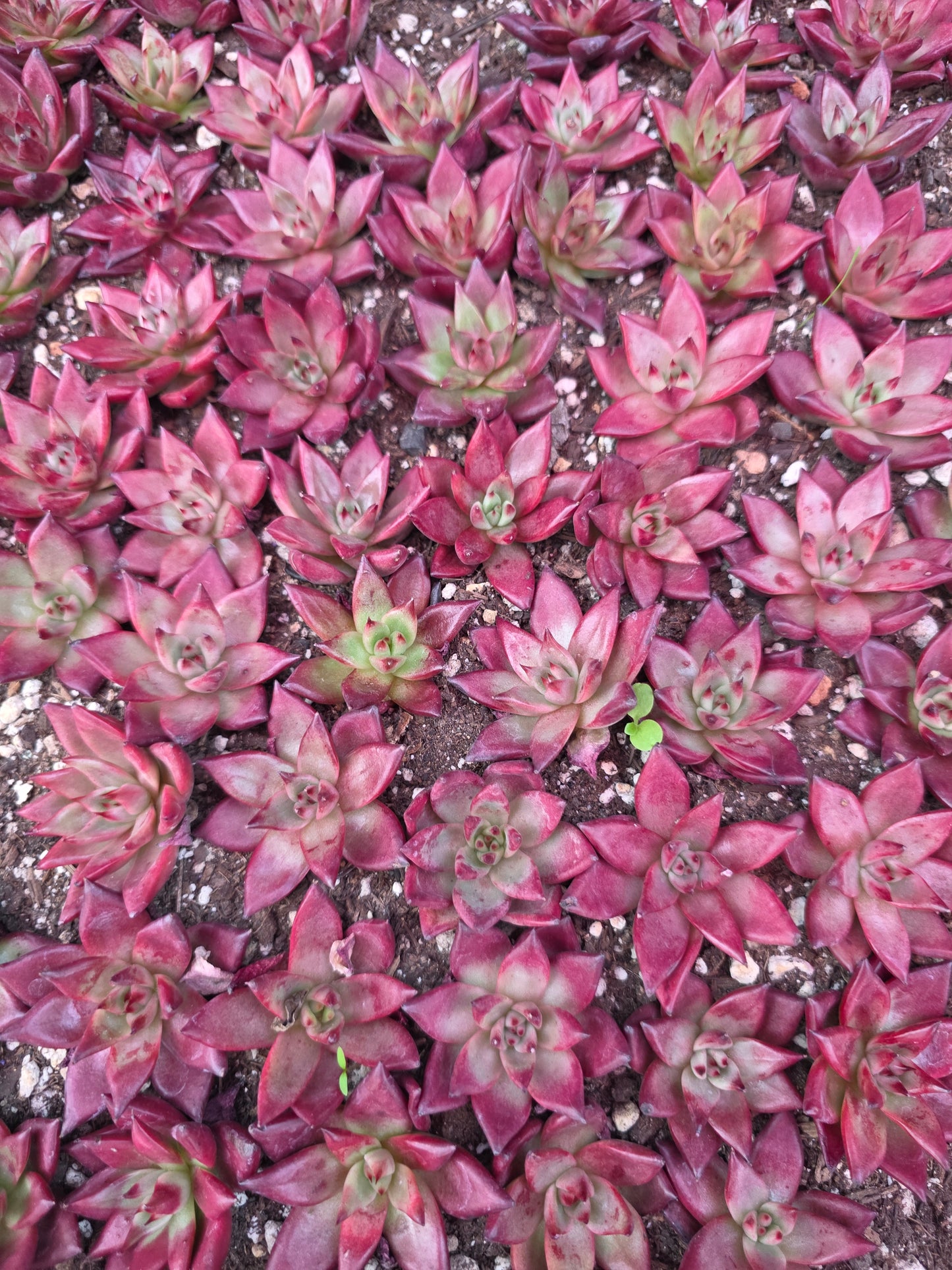 Imported Rubin 5 pcs