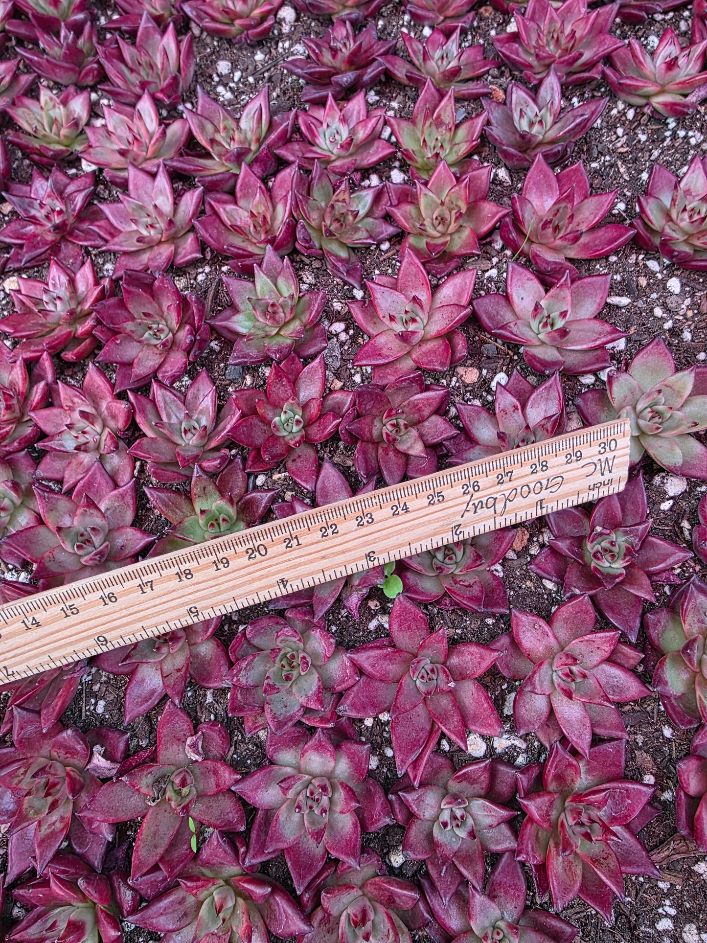 Imported Rubin 5 pcs