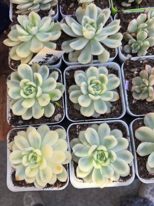 Imported strawberry ice var.