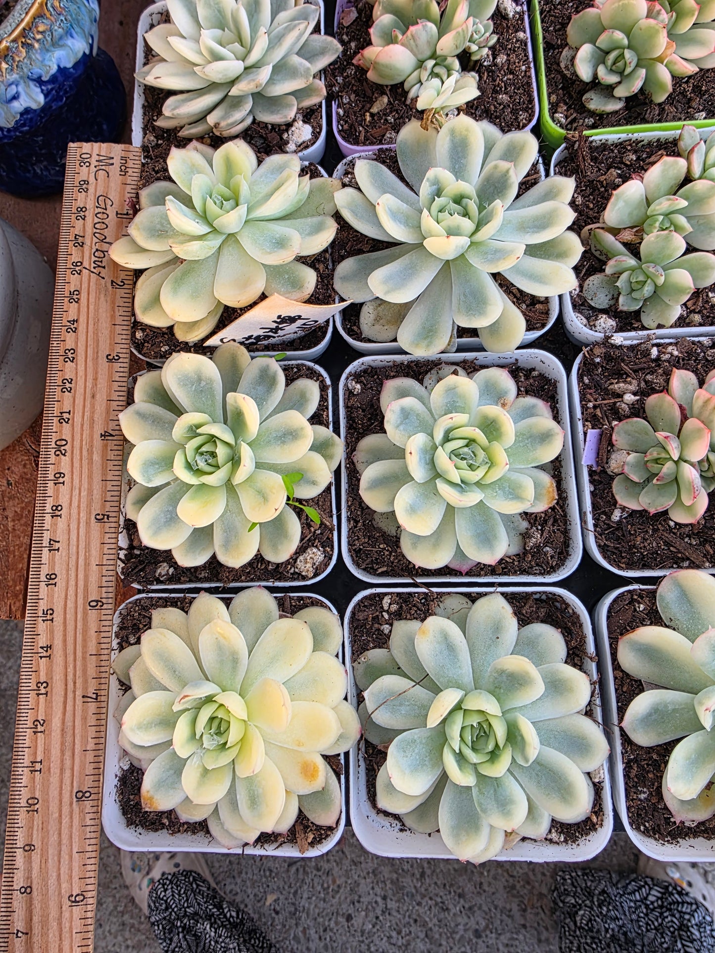 Imported strawberry ice var.