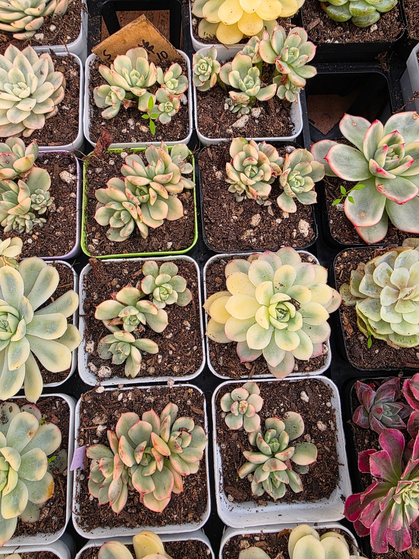 Imported red make up var.