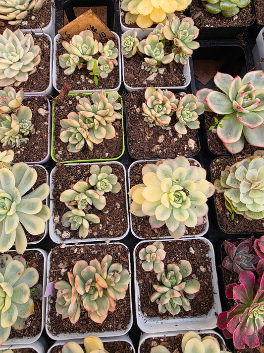 Imported red make up var.