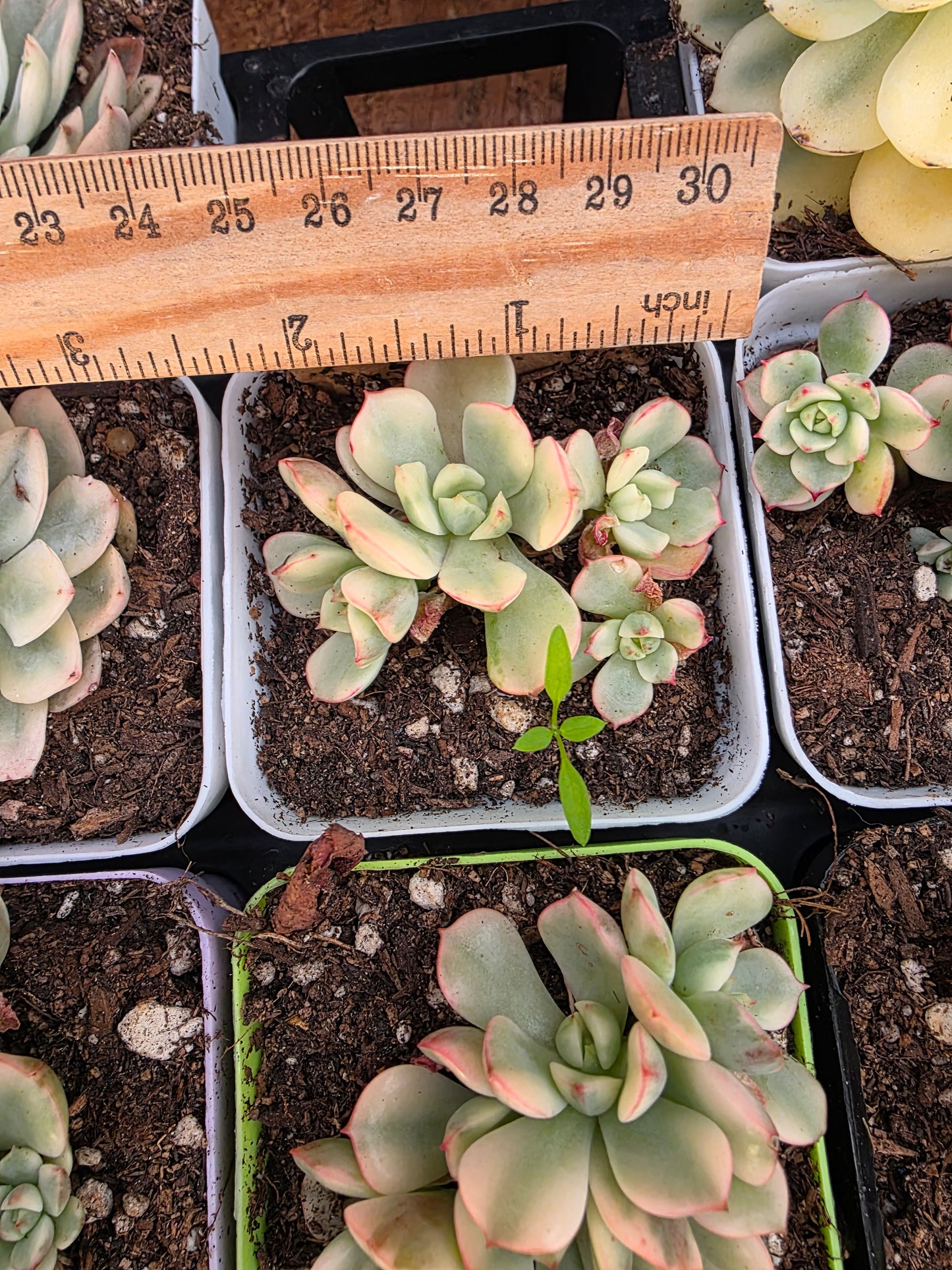 Imported red make up var.