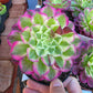 Imported sequence aeonium