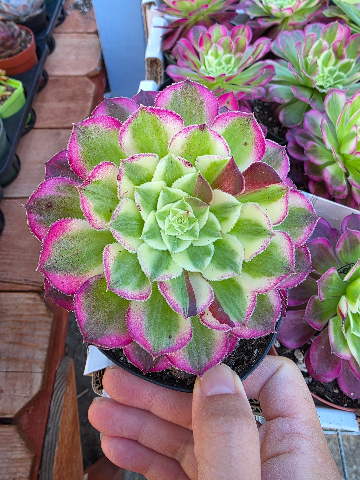Imported sequence aeonium