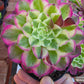Imported sequence aeonium