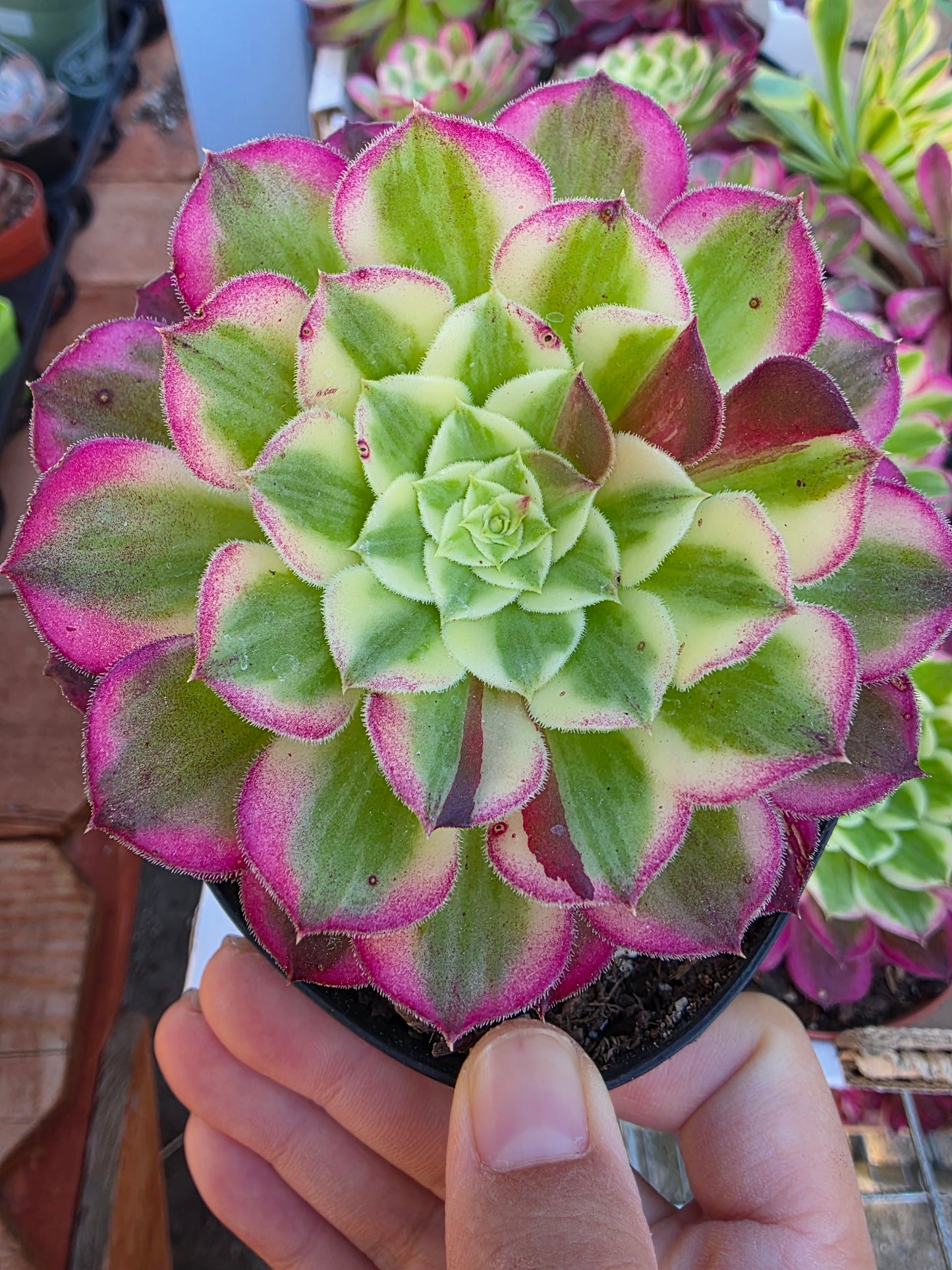 Imported sequence aeonium