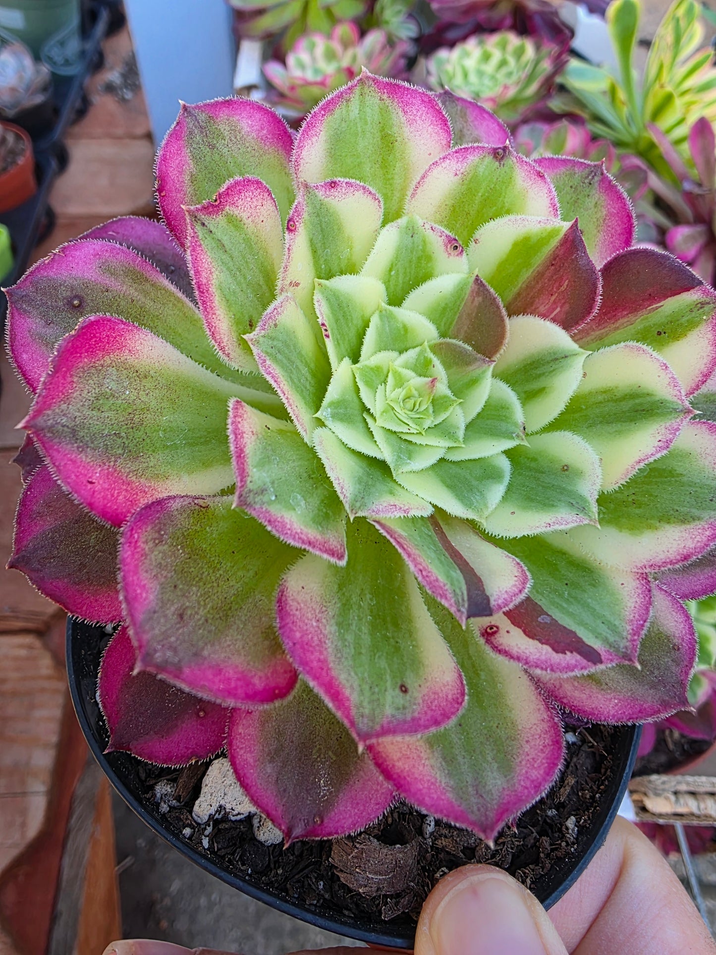 Imported sequence aeonium