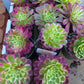 Imported sequence aeonium