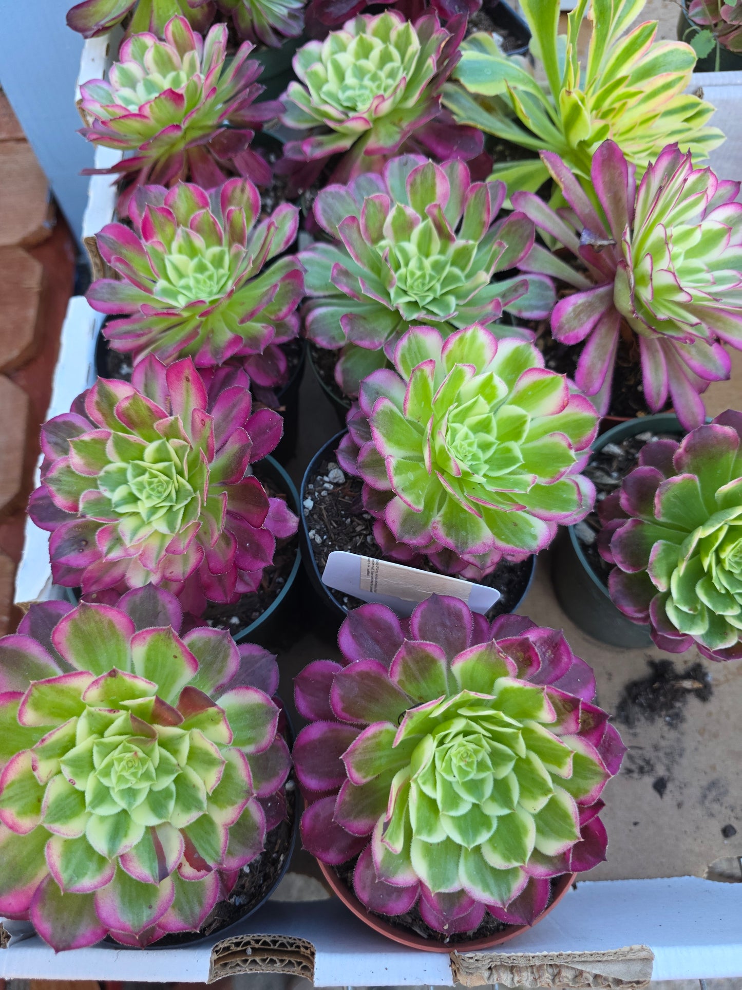 Imported sequence aeonium