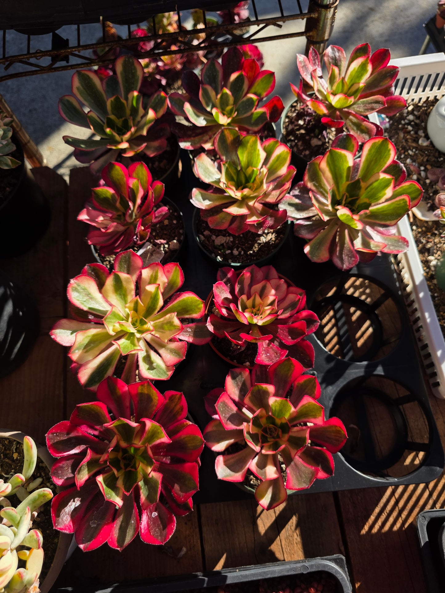 Imported phantom var. 4inch