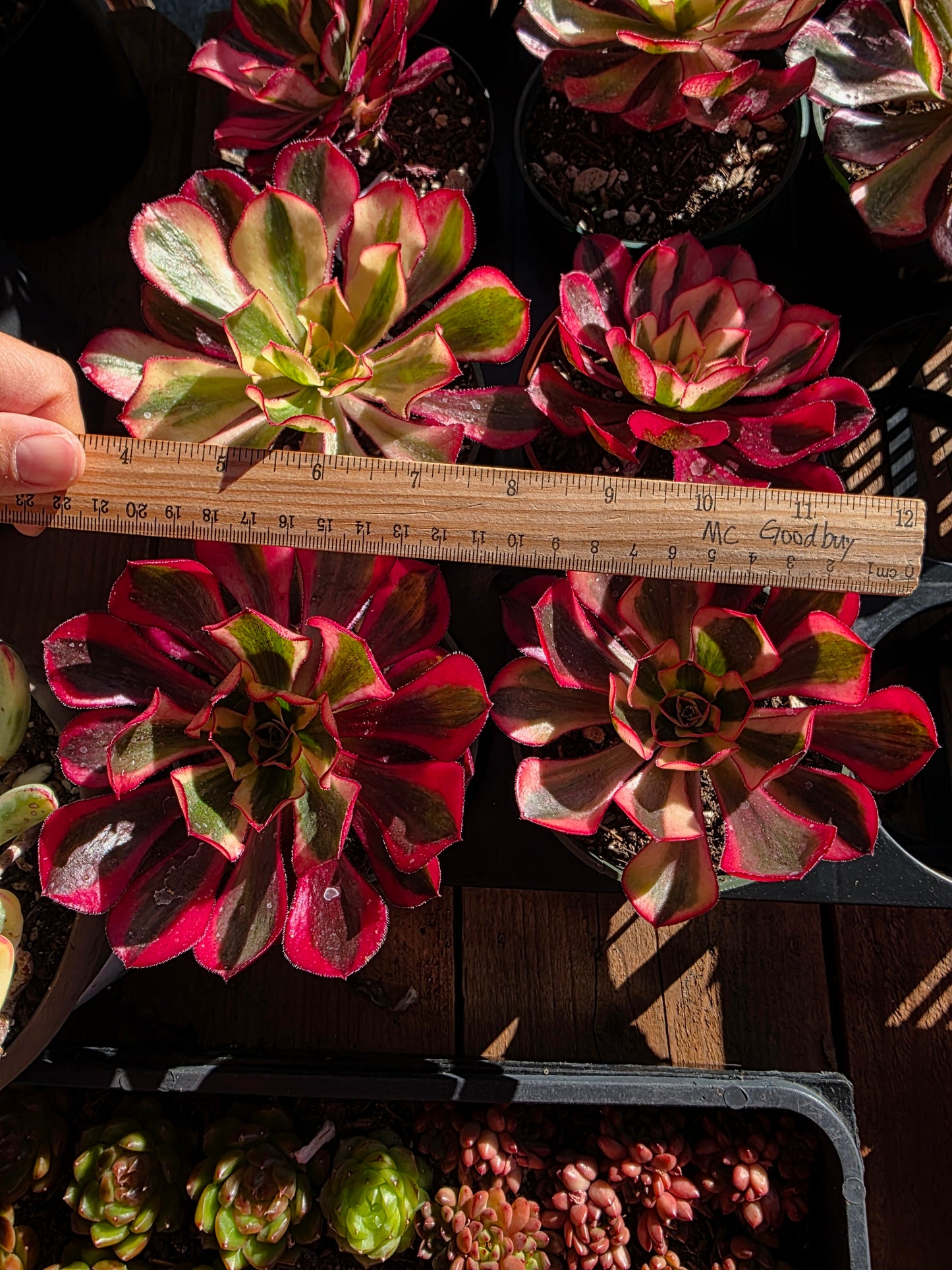 Imported phantom var. 4inch