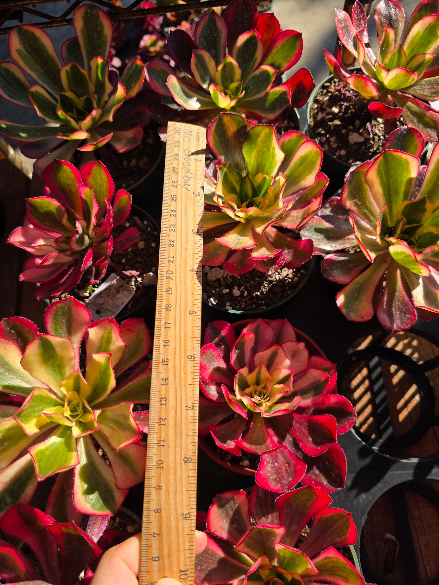 Imported phantom var. 4inch