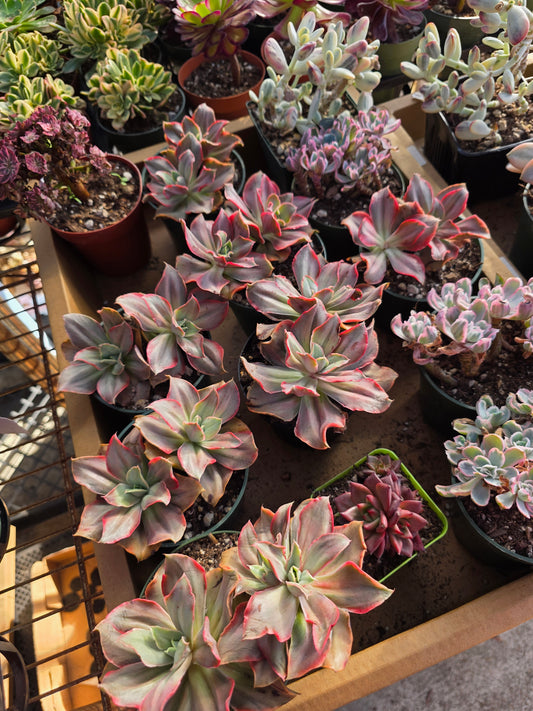 Imported gu qin var.  2 heads