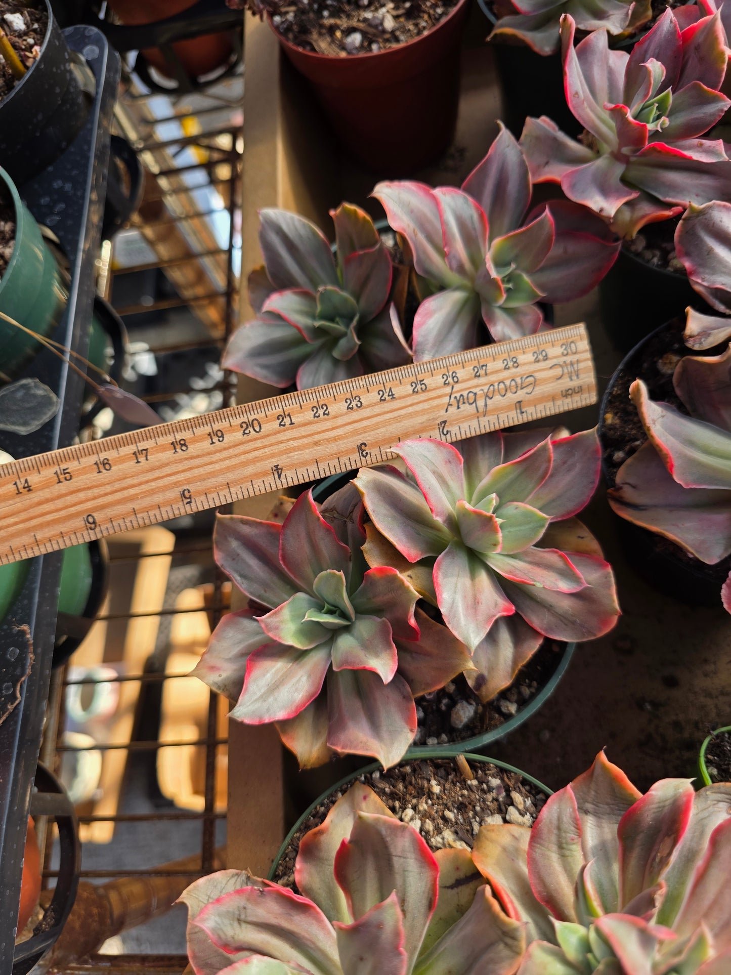 Imported gu qin var.  2 heads