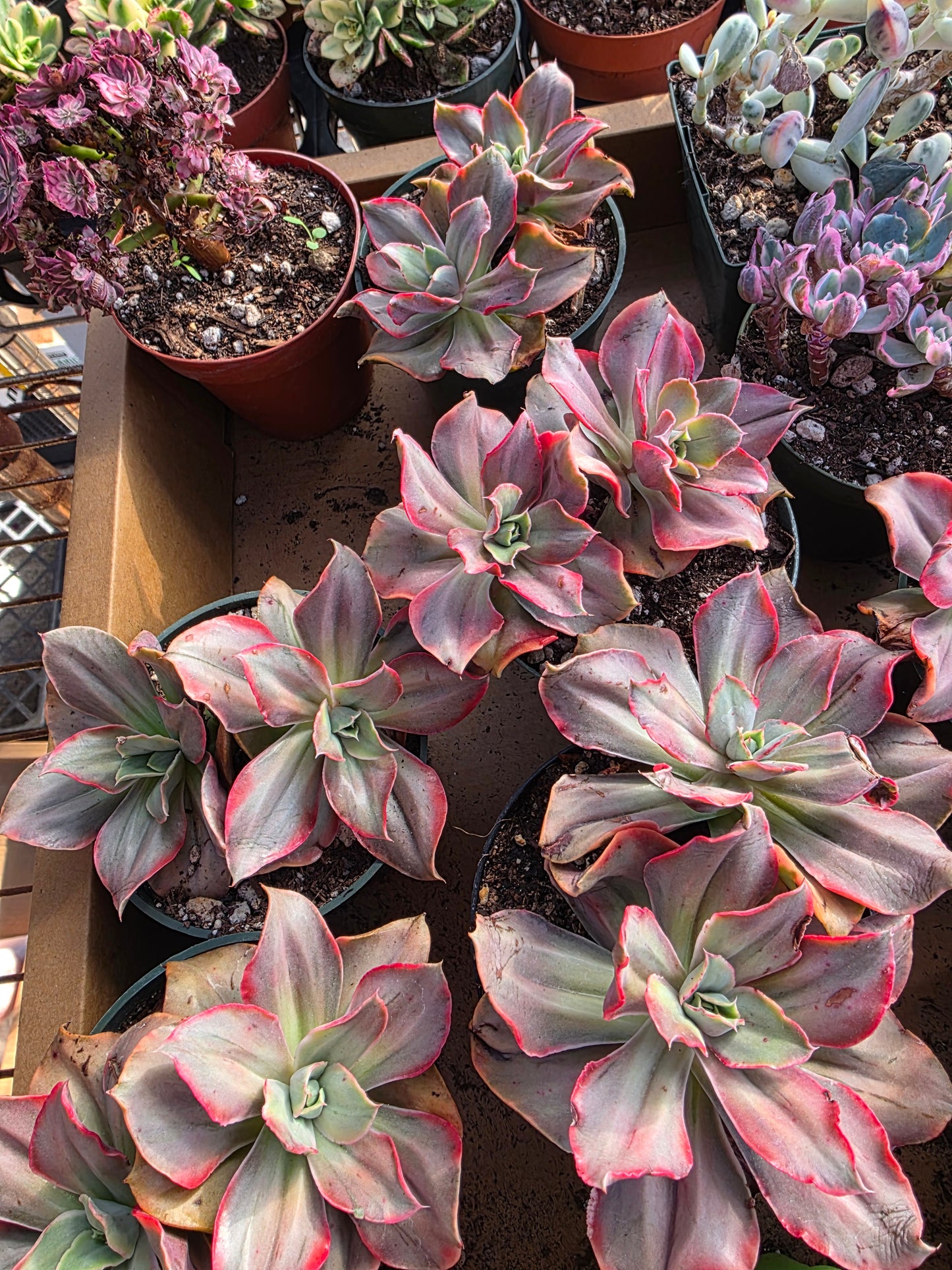 Imported gu qin var.  2 heads