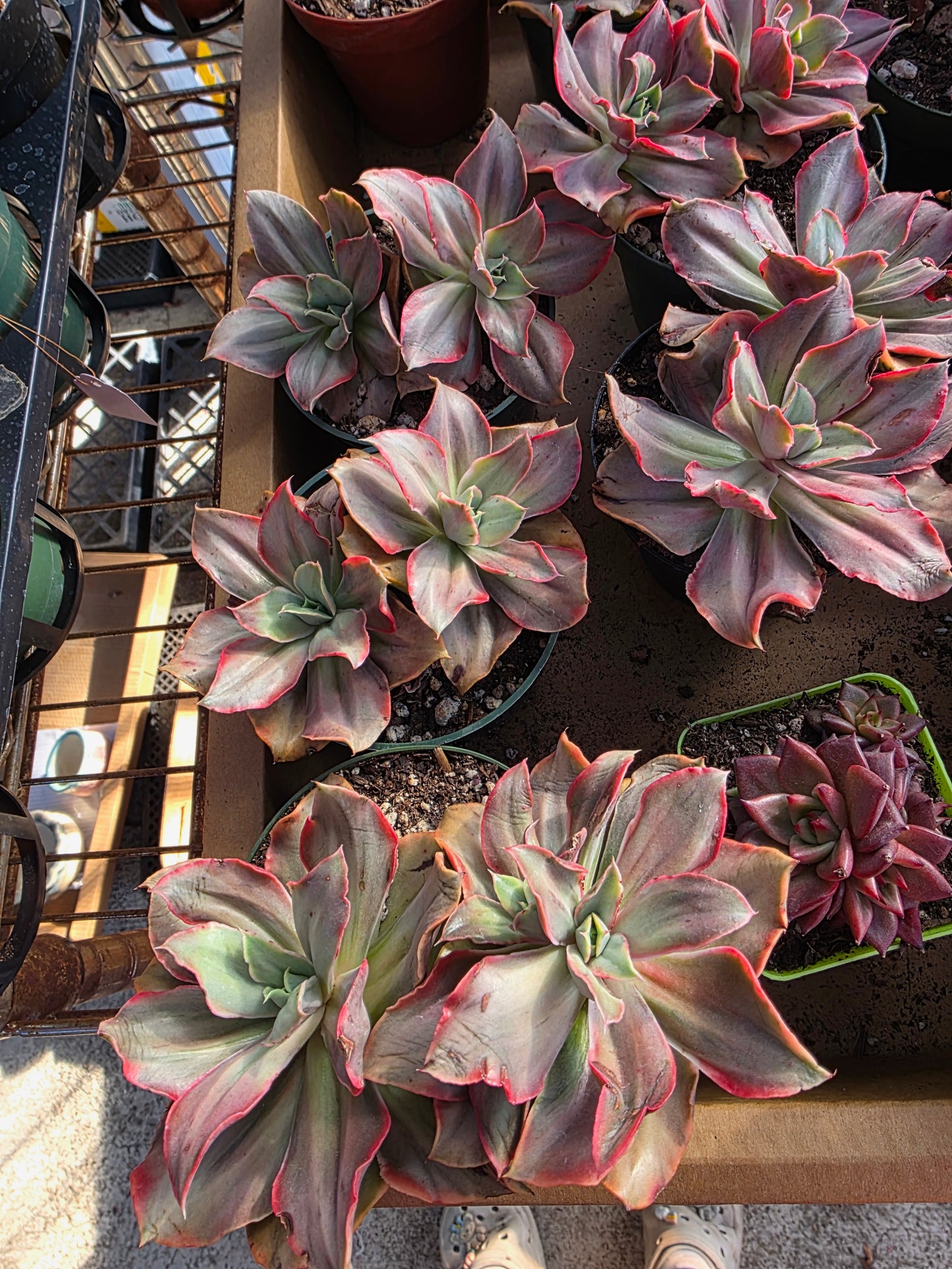 Imported gu qin var.  2 heads