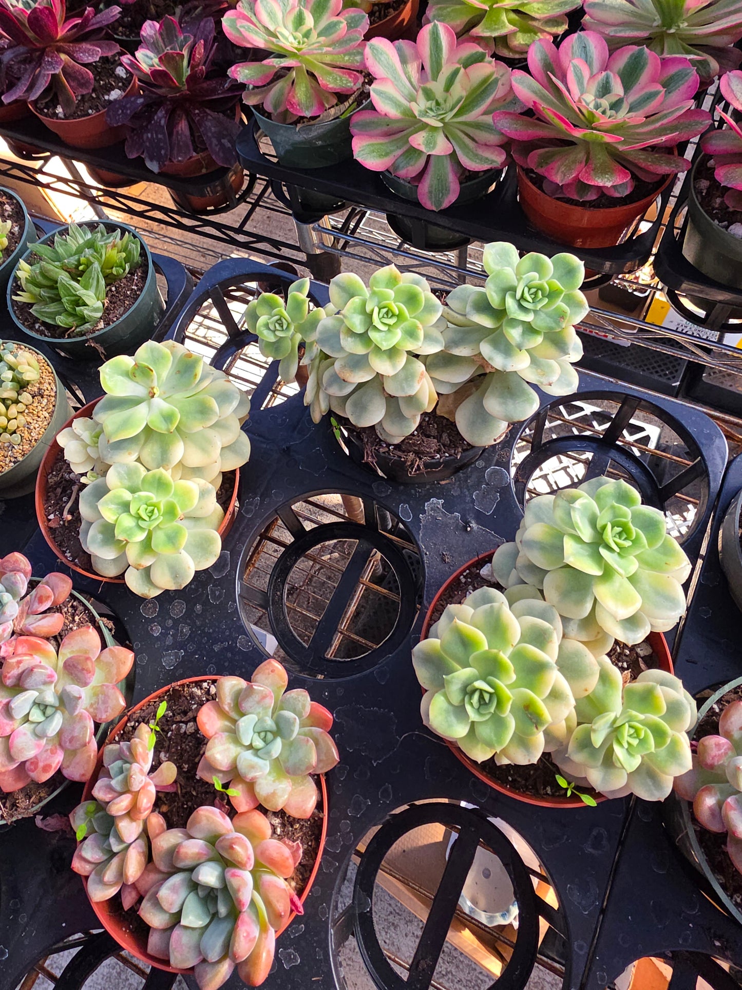 Imported Nicole var.